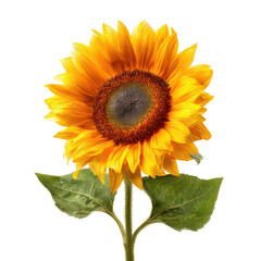Naklejka premium Sunflower stands tall with bright yellow petals and green leaves captured with a clear background during daylight