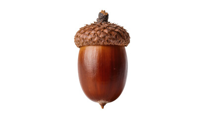 Single brown acorn with textured cap, a symbol of autumn and nature s bounty, isolated PNG on transparent background for seasonal designs © Hugo