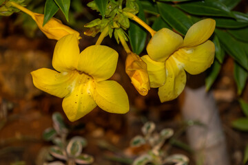 Fototapeta premium yellow flowers