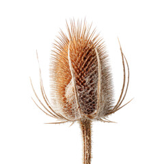 Obraz premium Focus on a dry thistle plant showing details of its structure with a plain background at a close range during daylight