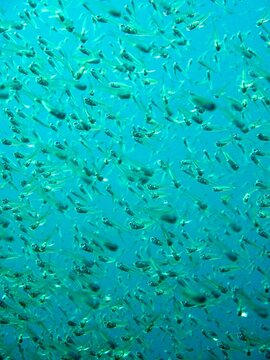 Full frame close-up of a school of glass fish swimming in the Indian ocean, Inhambane, Mozambique