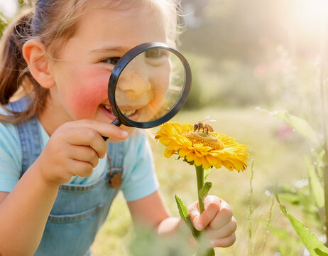Curious cute litle girl examining a bee on a daisy through a magnifying glass