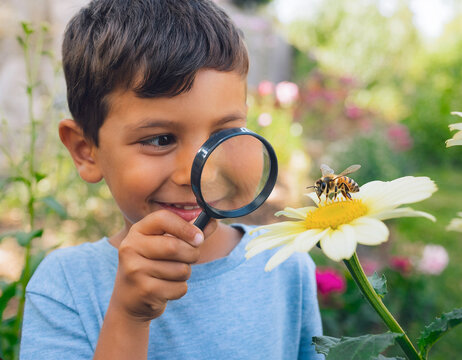 Inquisitive young learner observing a bee on a daisy with a magnifying glass.