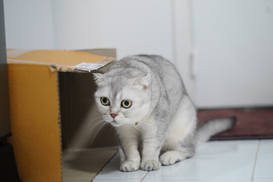 Silver cat green eye short hair crouching alert indoor tile floor cardboard box curious pet