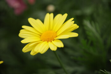 Fototapeta premium Yellow Marguerite Daisy