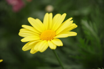 Fototapeta premium Yellow Marguerite Daisy