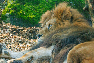 Obraz premium lion