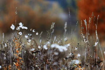 Naklejka premium Dry autumn grass in the field, autumn view background, nature