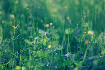 Naklejka premium background of fresh green grass, nature in the field