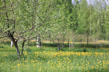 Naklejka premium Yellow wildflowers - dandelions - nature photo
