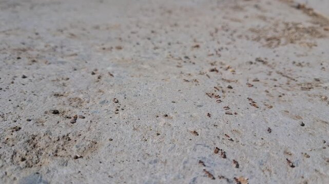 Close-up on a group of ants following the trails on a concrete floor.