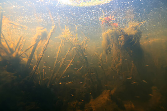 dirty muddy water underwater photo, yellow water, sunlight underwater, swamp or river golden hue