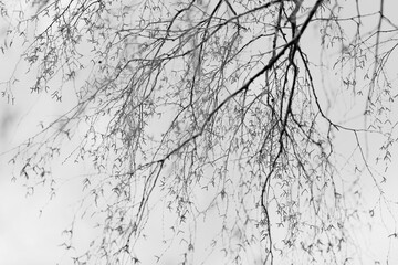 Obraz premium Landscape of early spring, trees and nature waking up, branches without leaves, first buds on the trees