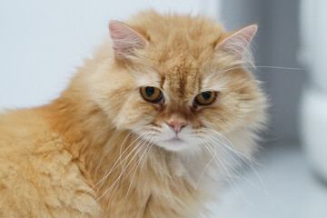 Naklejka premium Fluffy orange Persian cat with long fur, round face, expressive amber eyes, and white whiskers, sitting indoors on light background, looking calm and curious