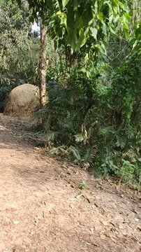Lush green tropical jungle foliage overgrown with dense vines next to a dusty dirt path in a remote rural area.