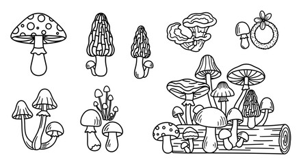 A variety of different mushroom types. © eko