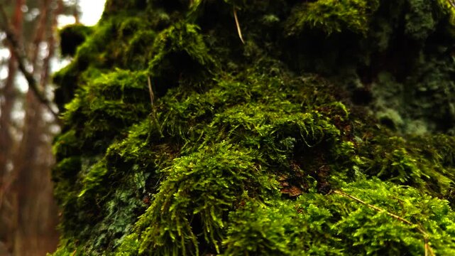 Green Moss Growing on Tree Trunk in Forest. Soft Organic Lichen Layer. Dense Bryophyte Pattern on Old Wood Surface