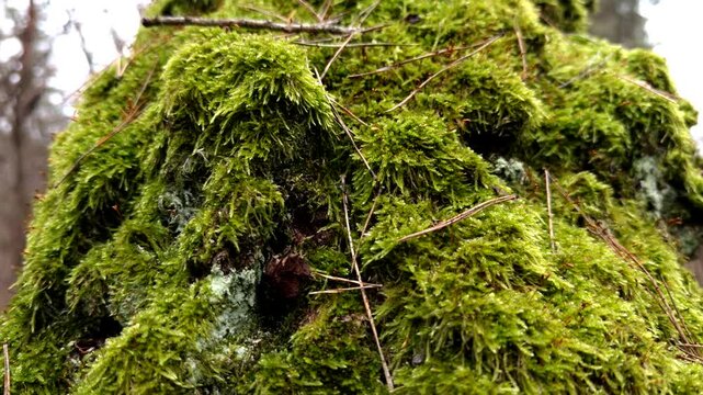 Vibrant Green Moss With Scattered Dry Pine Needles Growing On Old Tree Trunk In Forest