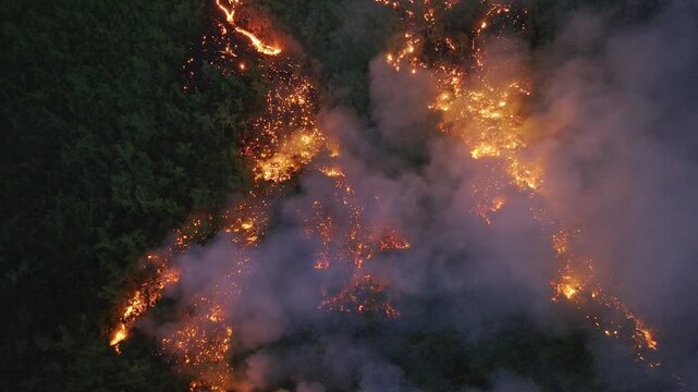 France - Reunion Island - Volcanic eruption, lava in the forest - tilt up on lava path