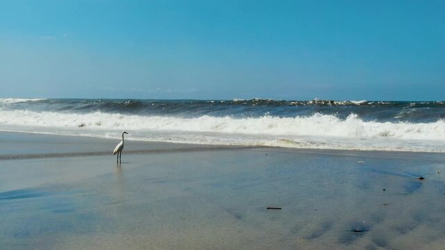 Solitary heron on beach. Observes sea and flees from large waves. Handheld