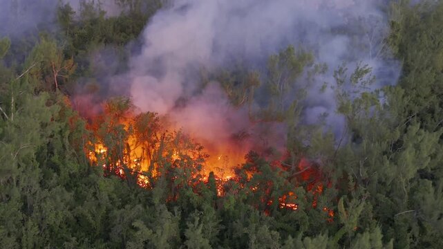 France - Reunion Island - Volcanic eruption, lava in the forest - tilt down over the burning trees