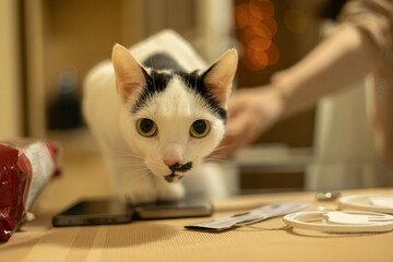 white cat on a table © Алёна Коваль
