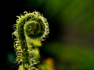 Close-up of a young fern frond unfurling.  © asep