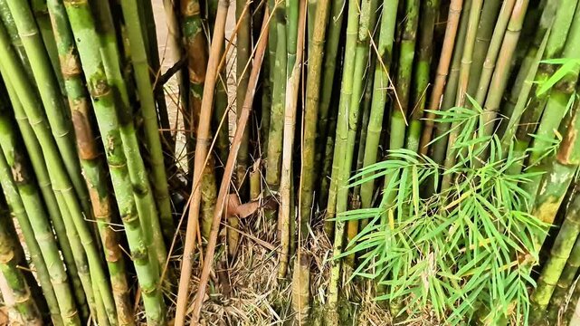 A high-quality close-up of slender, ornamental Java bamboo stems (Bambusa multiplex) growing in a dense cluster. The footage highlights the natural green and brownish vertical lines of the bamboo culm