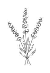 Black and white line of lavender flower stems with small blooms flowers botanical © Asha