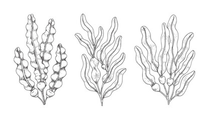 Black and white line of three types of seaweed fronds kelp botanical © Asha