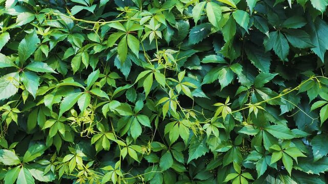 Virginia creeper green leaves covering a wall