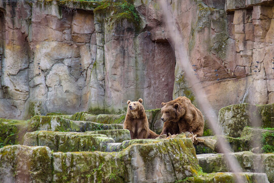 Two brown bears in a rocky zoo enclosure