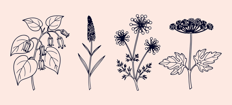Lavender and wildflowers botanical set, hand drawn wild garden sketches, spring bloom icon collection for design, minimalist nature plant vector graphics, organic floral elements for branding, lavende