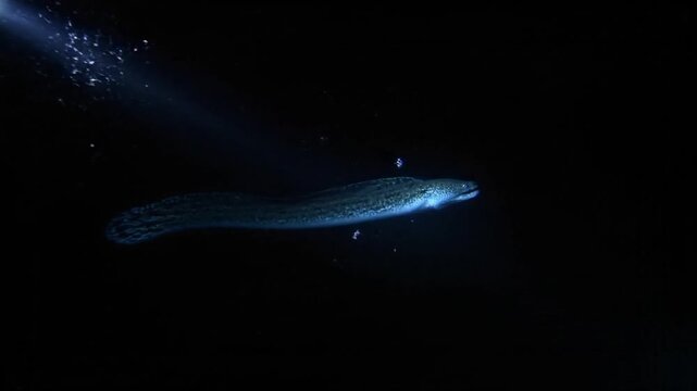 Moray eel swimming in dark ocean water under spotlight beam