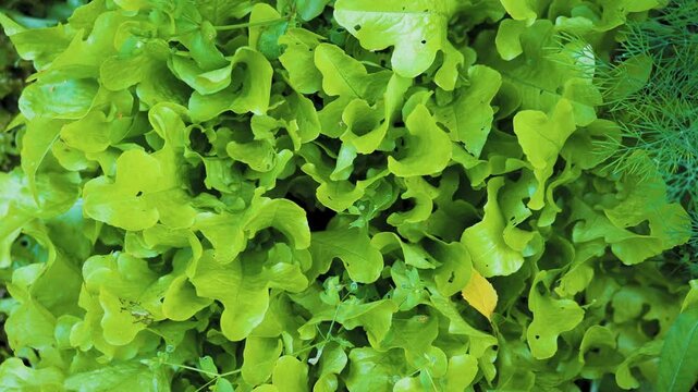 Fresh green oak leaf lettuce growing in a garden bed
