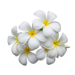 Fototapeta premium White Plumeria Flowers on Transparent Background