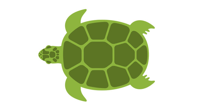 Green Turtle Shell Illustration Closeup.