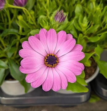 Vista de cerca de flor rosa de Dimorphotheca ecklonis con hojas en tiesto
