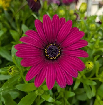 Vista de cerca de flor morada de Dimorphotheca ecklonis con hojas en tiesto