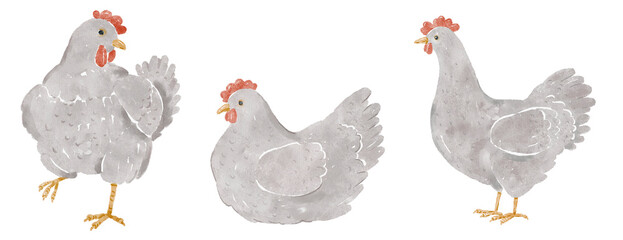 Watercolor whimsical cute grey chicken set. Spring composition set perfect for  greeting cards, invitation, easter designs. PNG file. © Olesya Frolova