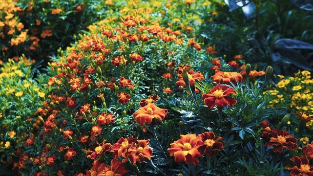 Beautiful french marigold flowers blooming in the garden