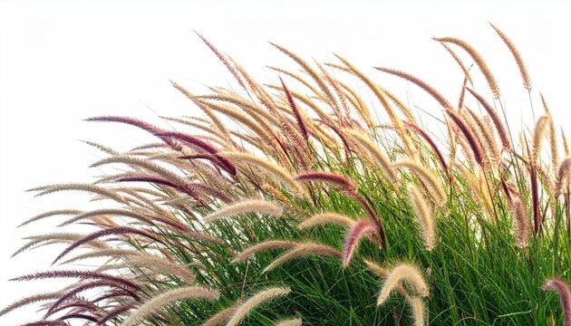 ornamental grass isolated on white background 