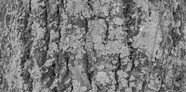 textura casca de &aacute;rvore
