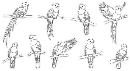 Fototapeta premium Set of 9 bird illustrations vector