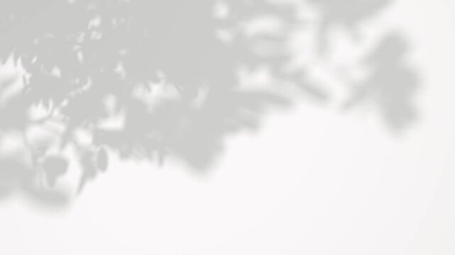 Silhouette shadow branch tree leafs overlay on white backgrounds footage video render