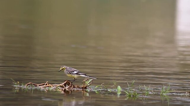 Yellow wagtail bird perched on a branch in the water