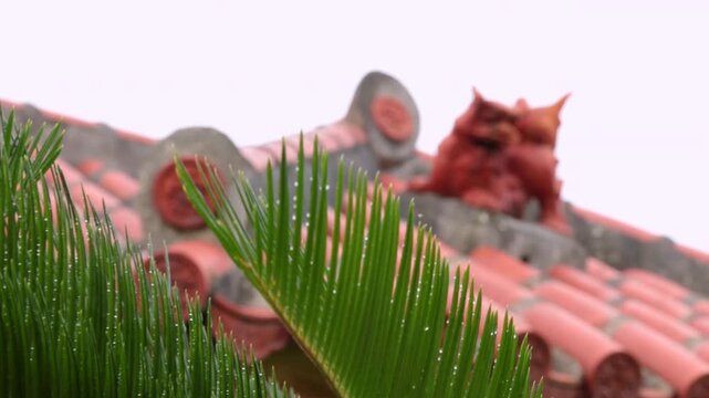 赤瓦とシーサー、ソテツの葉