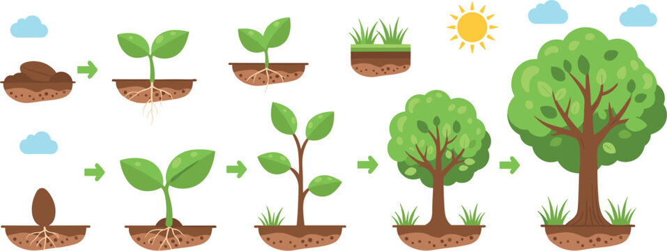 Plant growth stages set from seed to tree, gardening and agriculture lifecycle concept with sprout development and nature evolution flat vector illustration