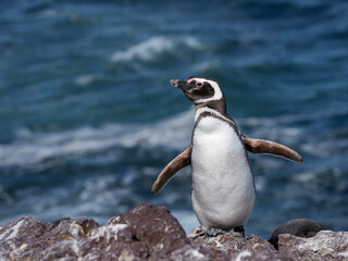 Obraz premium pingüino de magallanes,