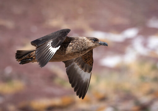 skua volando.